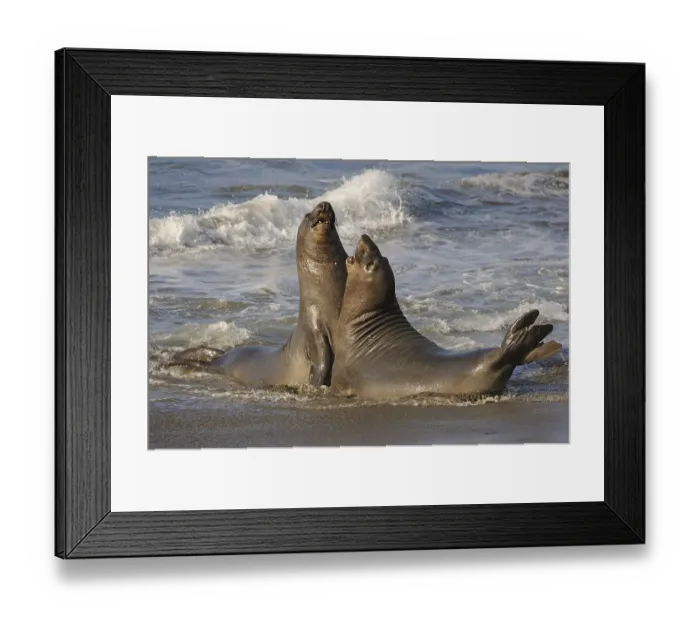 Framed Print : Northern Elephant Seal (Mirounga angustirostris) Framed Print : Northern Elephant Seal (Mirounga angustirostris)