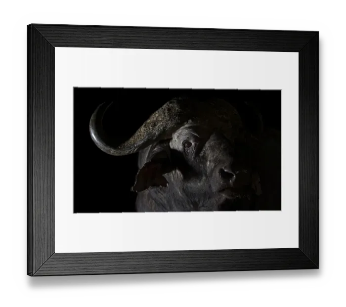 Framed Print : Cape buffalo (Syncerus caffer)