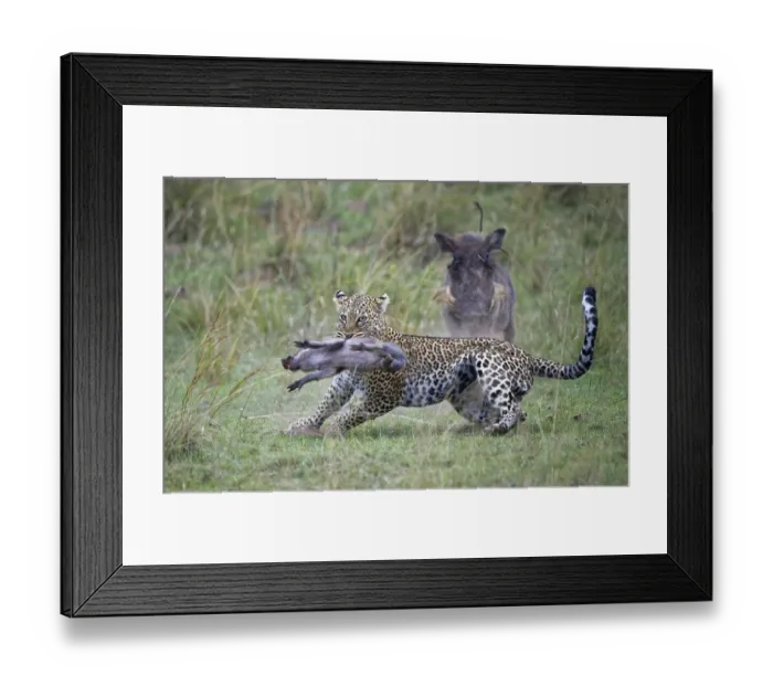 Framed Print : Leopard (Panthera pardus) kills a young warthog