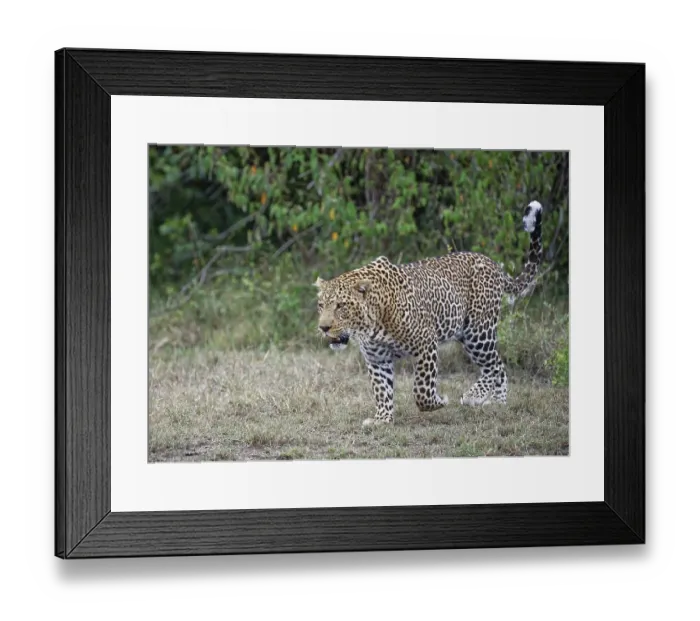 Framed Print : Leopard (Panthera pardus), male