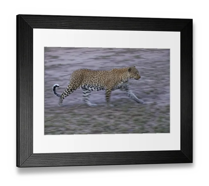 Framed Print : Leopard (Panthera pardus), male Framed Print : Leopard (Panthera pardus), male