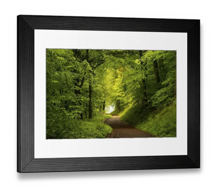 Framed Print : A forest path in a mixed forest with many deciduous trees