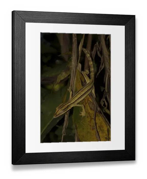 Framed Print : Mossy leaf-tailed gecko (Uroplatus lineatus)