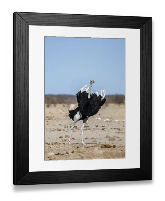 Framed Print : African ostrich (Struthio camelus)