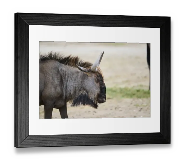 Framed Print : Blue wildebeest (Connochaetes taurinus) standing in the dessert