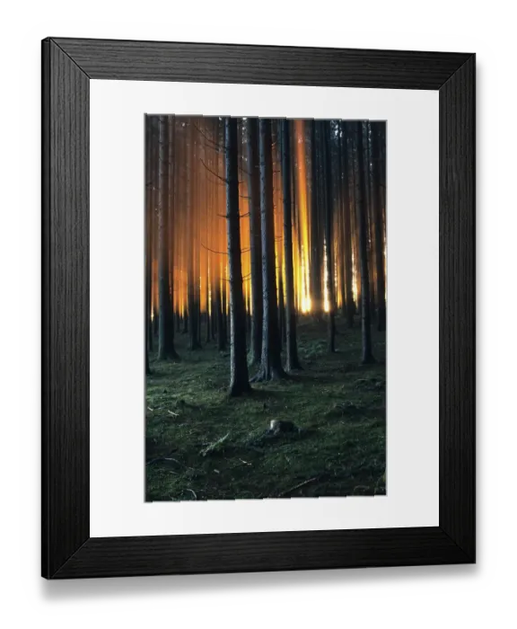 Framed Print : Sunrise in a Spruce forest (Picea abies)