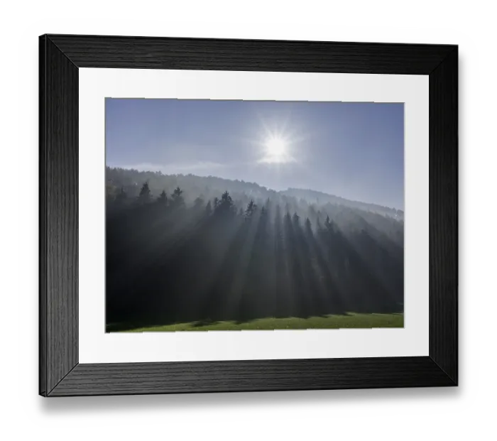 Framed Print : Fog and sun rays, spruce forest