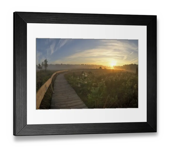 Framed Print : Wooden footbridge in a moor with warty birch (Betula pendula) and scots pine (Pinus sylvestris) at sunrise Framed Print : Wooden footbridge in a moor with warty birch (Betula pendula) and scots pine (Pinus sylvestris) at sunrise