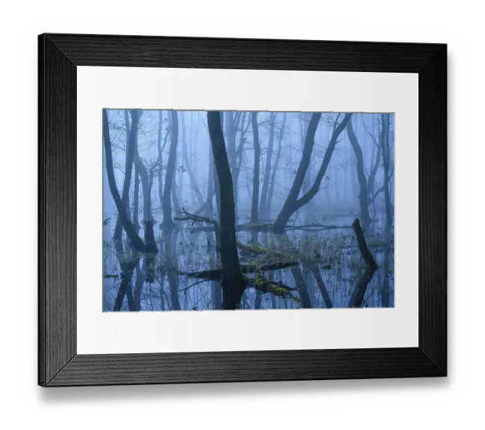 Framed Print : Flooded alder swamp on the shore of Lake Duemmer