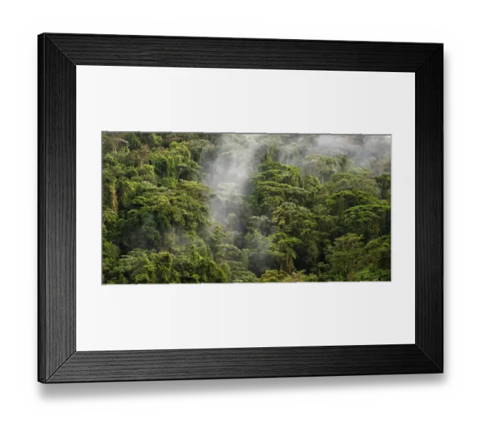 Framed Print : Fog drifts through the rainforest Framed Print : Fog drifts through the rainforest