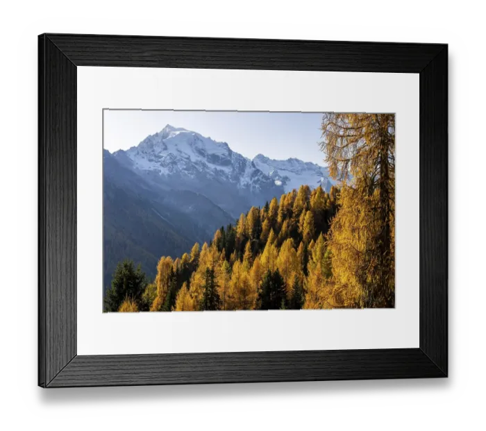Framed Print : Autumn larch (Larix) forest in mountain landscape Framed Print : Autumn larch (Larix) forest in mountain landscape