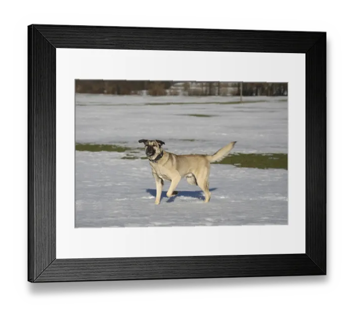 Framed Print : Kangal, Anatolian guard dog in the snow