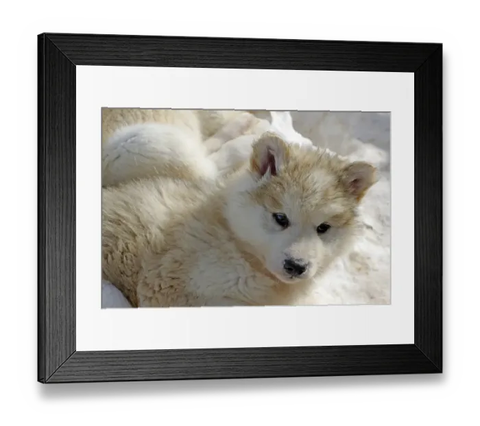 Framed Print : Young sledge dog with thick winter coat looks into the camera