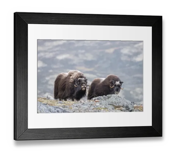 Framed Print : Musk ox (Ovibos moschatus), bull with female Framed Print : Musk ox (Ovibos moschatus), bull with female
