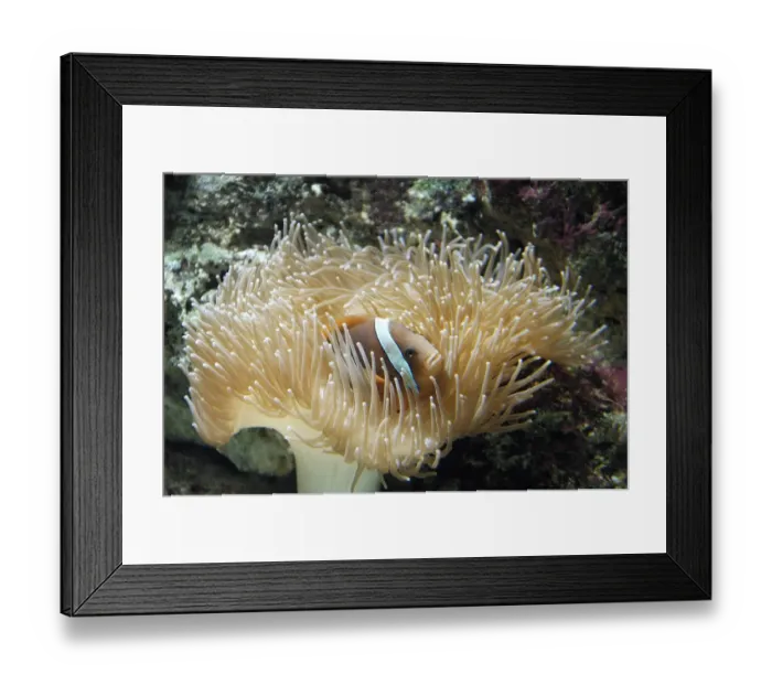 Framed Print : Sea Anemone (Actiniaria) with a Clownfish (Amphiprion)