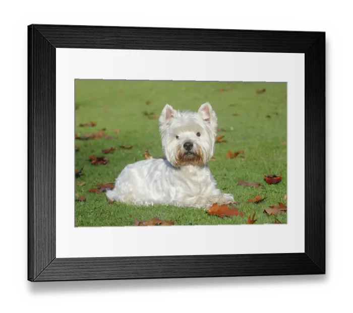 Framed Print : West Highland White Terrier, male Framed Print : West Highland White Terrier, male