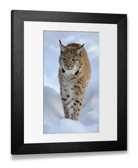 Framed Print : Eurasian Lynx (Lynx lynx), running through deep snow