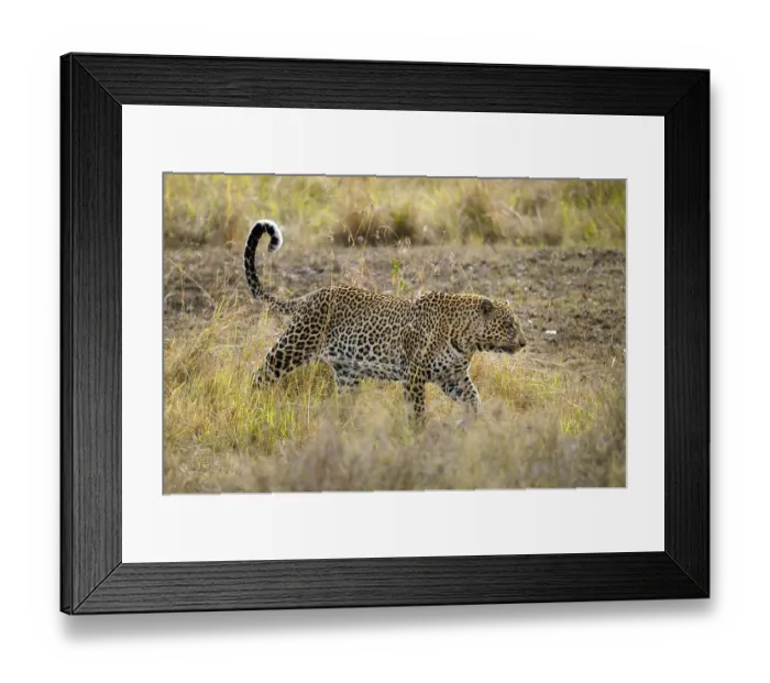 Framed Print : Leopard (Panthera pardus), Masai Mara National Reserve
