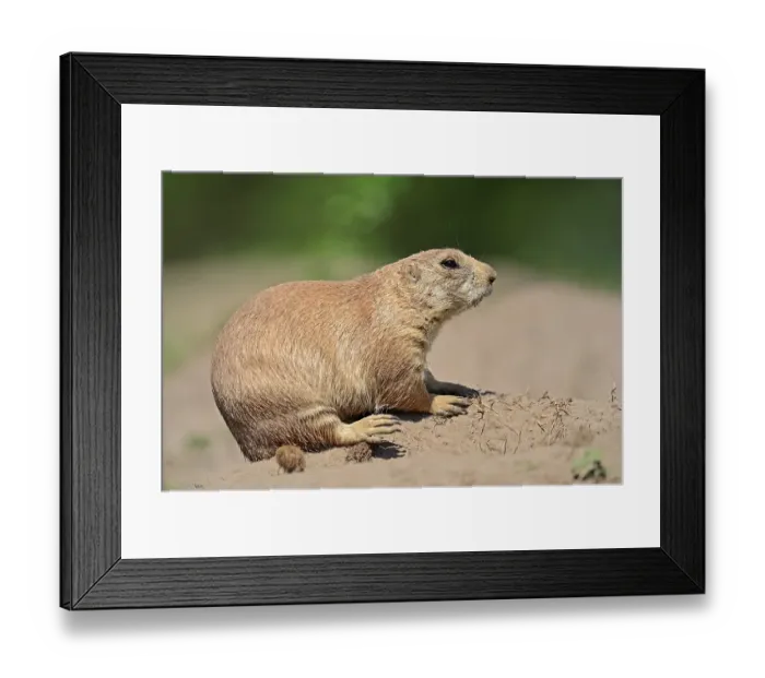 Framed Print : Black-tailed Prairie Dog (Cynomys ludovicianus)