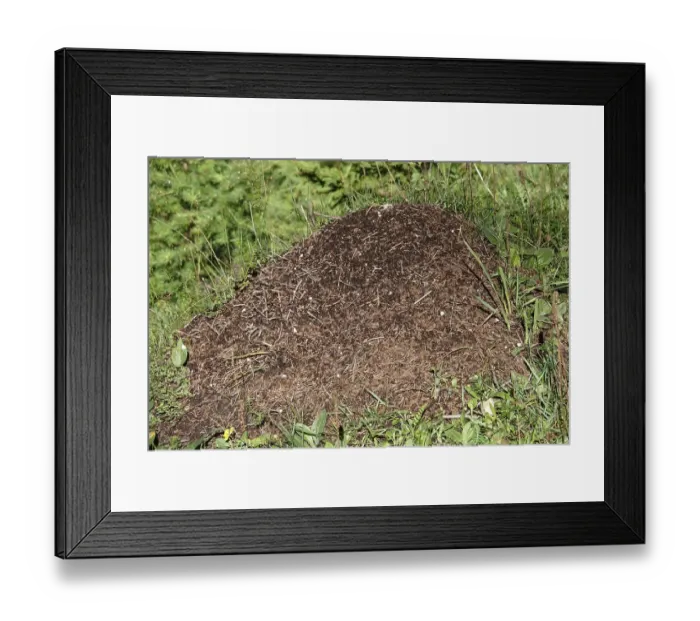 Framed Print : Anthill in Seidlwinkltal, Raurisertal Framed Print : Anthill in Seidlwinkltal, Raurisertal