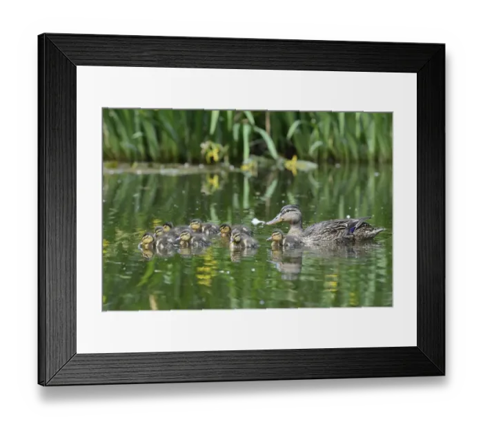 Framed Print : Mallard (Anas platyrhinchos) with ducklings Framed Print : Mallard (Anas platyrhinchos) with ducklings