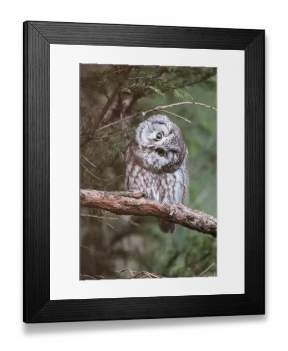 Framed Print : Boreal owl (Aegolius funereus) perched on a branch