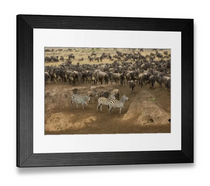 Framed Print : White-bearded Gnus or Blue Wildebeest (Connochaetes taurinus)