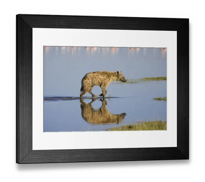 Framed Print : Spotted hyena or laughing Hyena (Crocuta crocuta) reflecting in the water