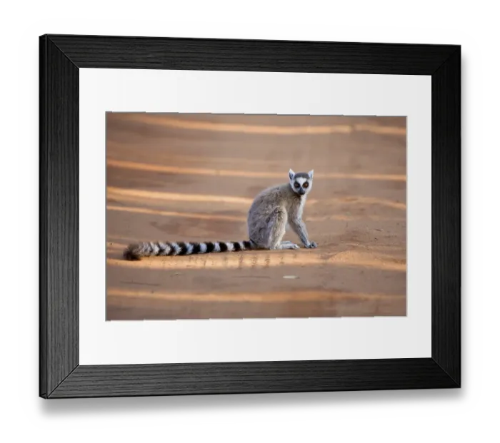 Framed Print : Ring-tailed Lemur (Lemur catta) Framed Print : Ring-tailed Lemur (Lemur catta)