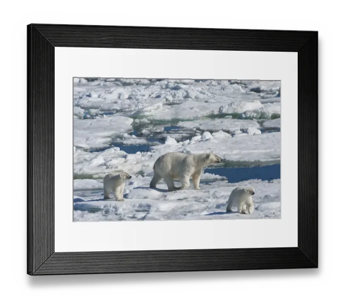 Framed Print : Female Polar bear (Ursus maritimus) with two cubs