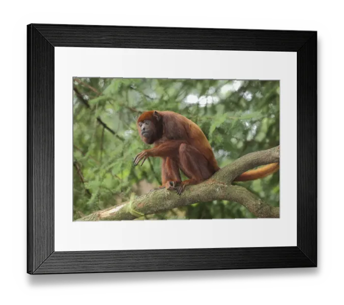 Framed Print : Venezuelan red howler (Alouatta seniculus)