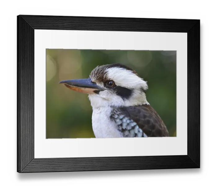 Framed Print : Laughing Kookaburra (Dacelo novaeguineae)