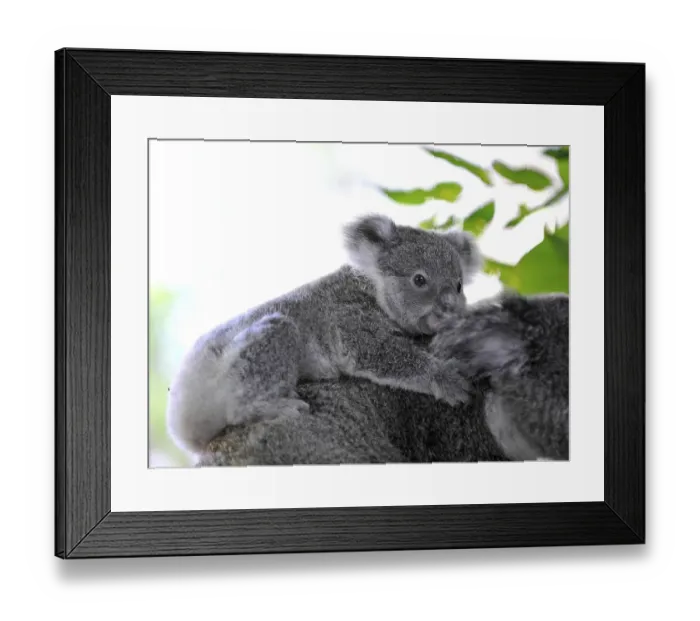 Framed Print : Ash-grey Koala (Phascolarctos cinereus) Framed Print : Ash-grey Koala (Phascolarctos cinereus)