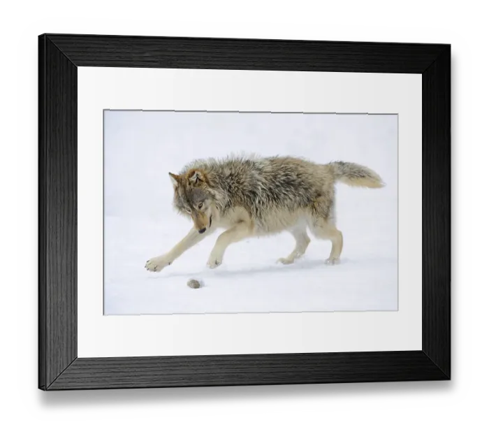 Framed Print : Mackenzie Wolf, Alaskan Tundra Wolf or Canadian Timber Wolf (Canis lupus lycaon) Framed Print : Mackenzie Wolf, Alaskan Tundra Wolf or Canadian Timber Wolf (Canis lupus lycaon)