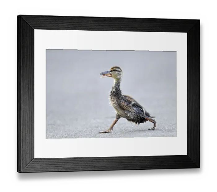 Framed Print : Mallard (Anas plathyrrhynchos) duckling walking with an unorthodox walking style on asphalt