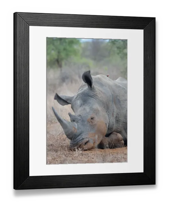 Framed Print : White Rhinoceros or Square-lipped Rhinoceros (Ceratotherium simum)