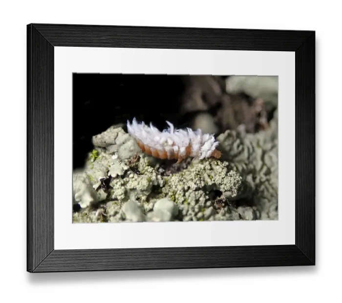Framed Print : Dry grassland dwarf ladybird (Scymnus frontalis) larva