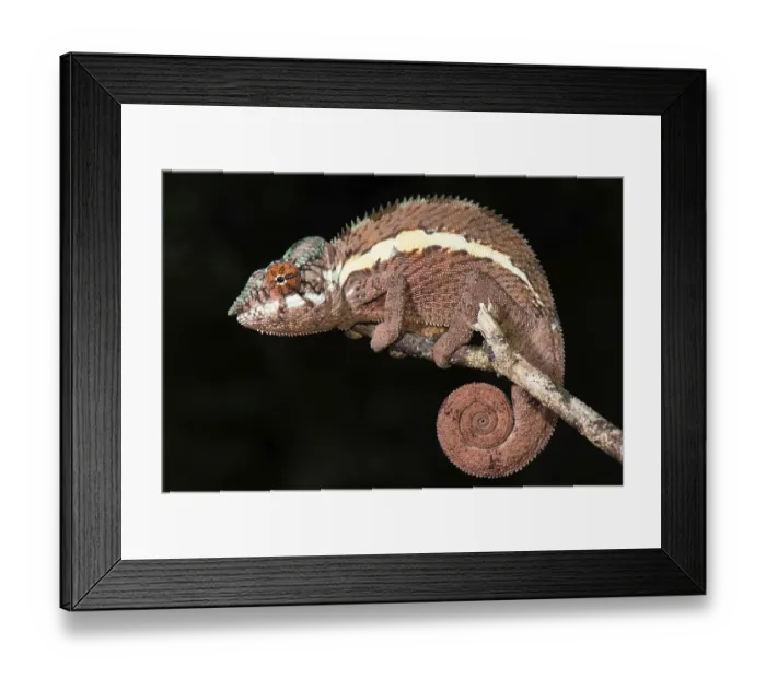 Framed Print : Panther chameleon (Furcifer Pardalis)