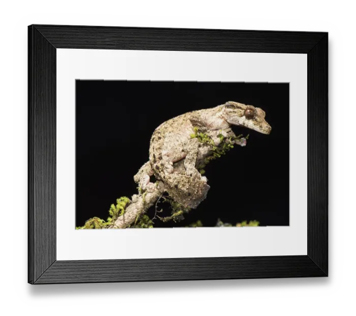 Framed Print : Night active leaf-tailed gecko (Uroplatus alluaudi)