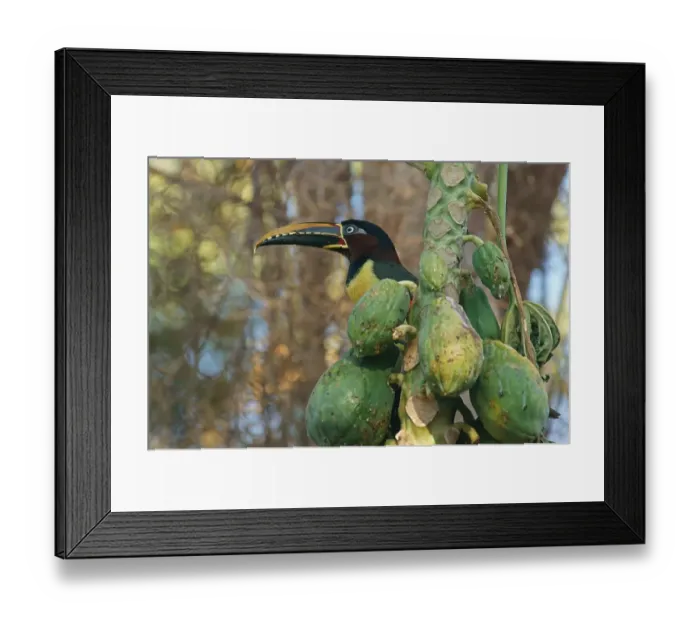 Framed Print : Chestnut-Eared Aracari (Pteroglossus castanotis) on a mango tree