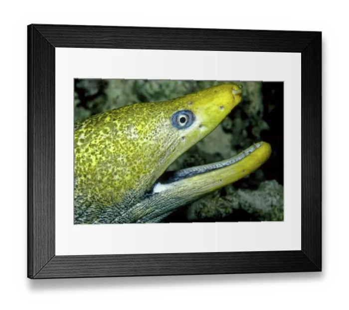 Framed Print : Undulated Moray Eel or Leopard Moray (Gymnothorax undulatus)