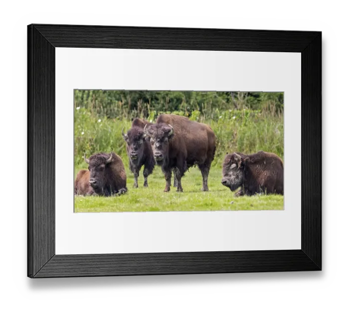 Framed Print : European bison (Bos bison), Bavaria Framed Print : European bison (Bos bison), Bavaria