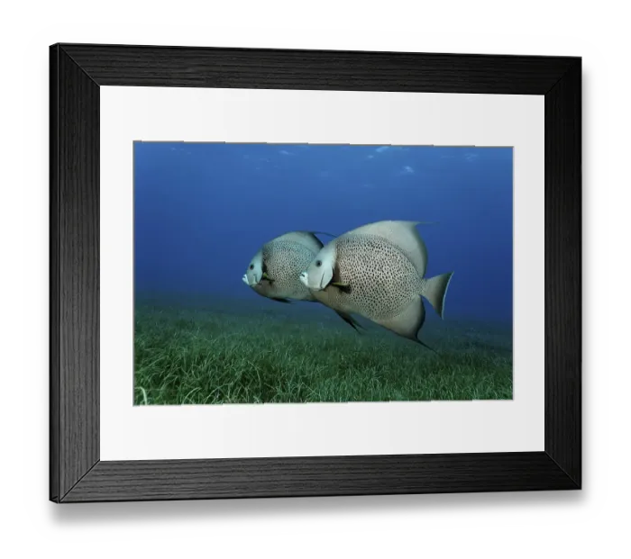 Framed Print : Gray angelfish (Pomacantus arcuatus) from the side