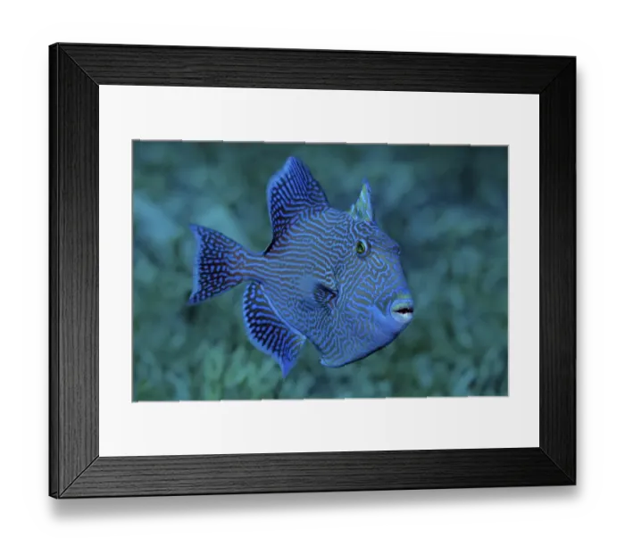 Framed Print : Blue or rippled triggerfish (Pseudobalistes fuscus) Framed Print : Blue or rippled triggerfish (Pseudobalistes fuscus)