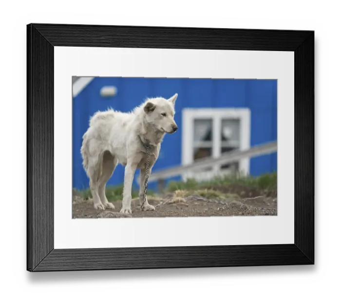 Framed Print : Chained husky, Kulusuk, East Greenland Framed Print : Chained husky, Kulusuk, East Greenland