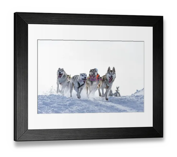 Framed Print : Sled dog racing, sled dog team in winter landscape Framed Print : Sled dog racing, sled dog team in winter landscape