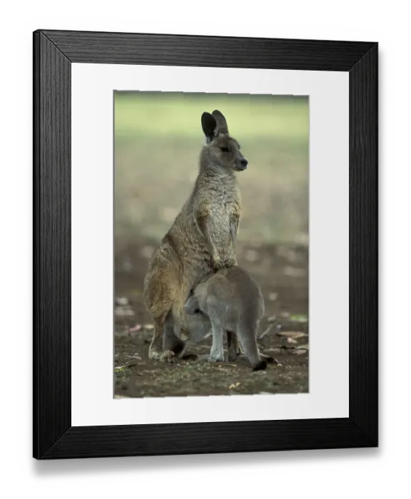 Framed Print : Eastern Grey Kangaroo (Macropus giganteus) Framed Print : Eastern Grey Kangaroo (Macropus giganteus)