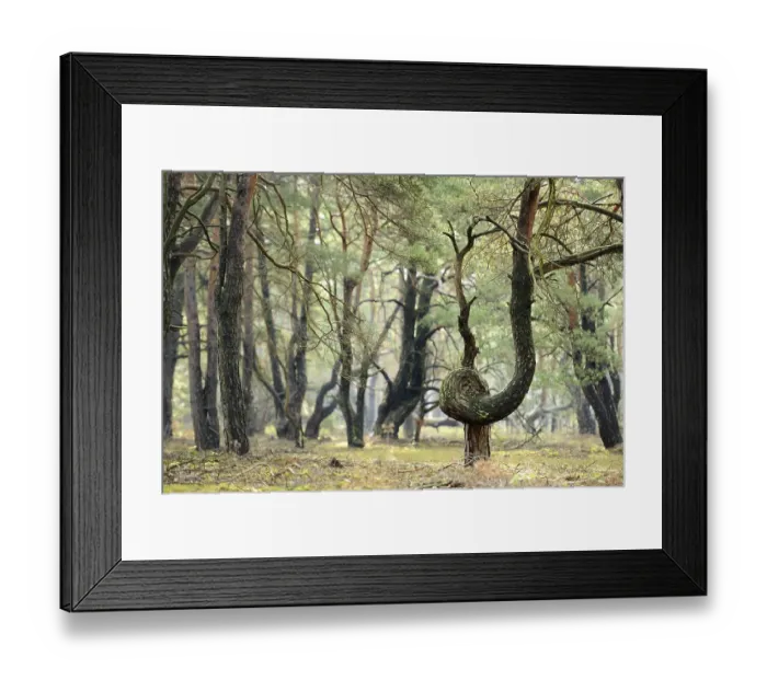 Framed Print : Twisted Pine, oine forest (Pinus) Framed Print : Twisted Pine, oine forest (Pinus)