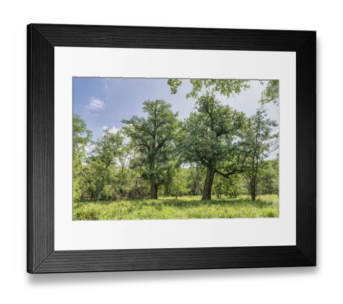 Framed Print : Summer floodplain forest with Greater Tussock Sedge (Carex paniculata) Framed Print : Summer floodplain forest with Greater Tussock Sedge (Carex paniculata)