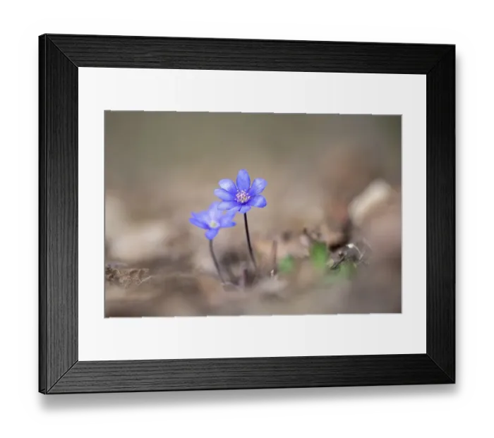 Framed Print : Liverwort (Hepatica nobilis) on forest soil Framed Print : Liverwort (Hepatica nobilis) on forest soil